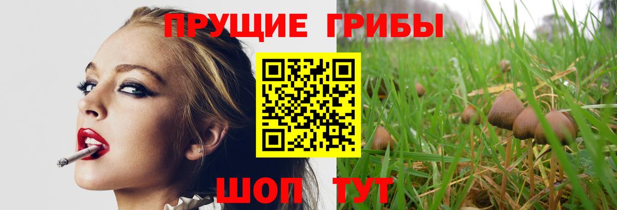 Красногорск  Псилоцибиновые грибы GOLDEN TEACHER  Вход с VPN 